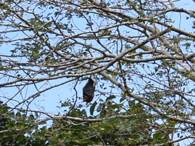 Image of Greater Mascarene Flying Fox