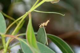 Image of Campion callosus Lambkin 1986