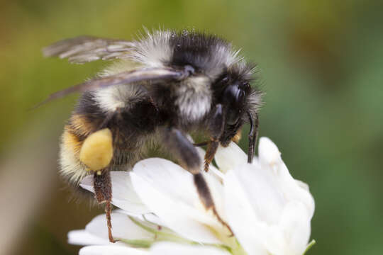 Image of Bombus vancouverensis vancouverensis Cresson 1879