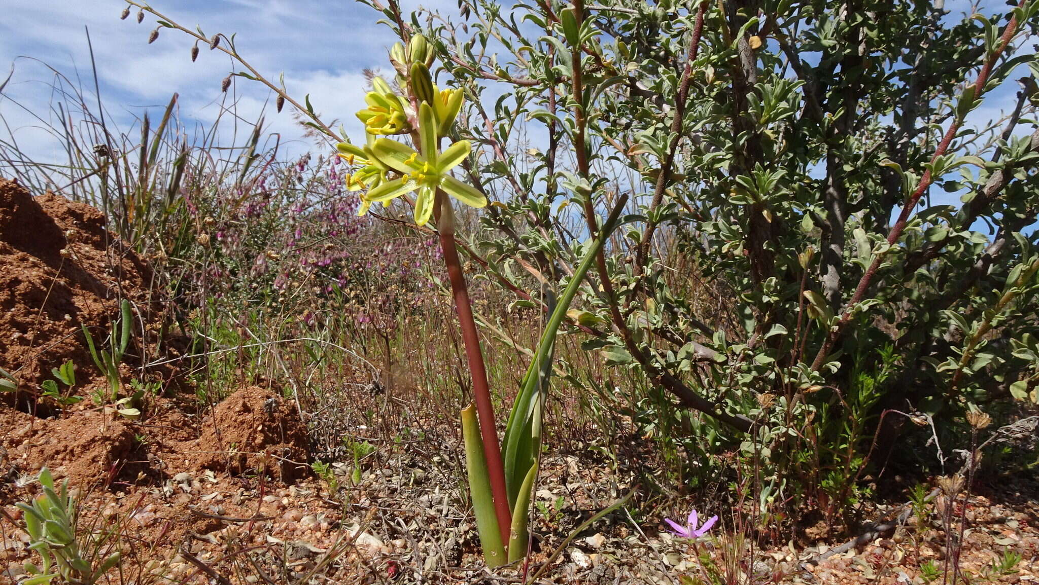 Imagem de Albuca sabulosa (U. Müll.-Doblies & D. Müll.-Doblies) J. C. Manning & Goldblatt