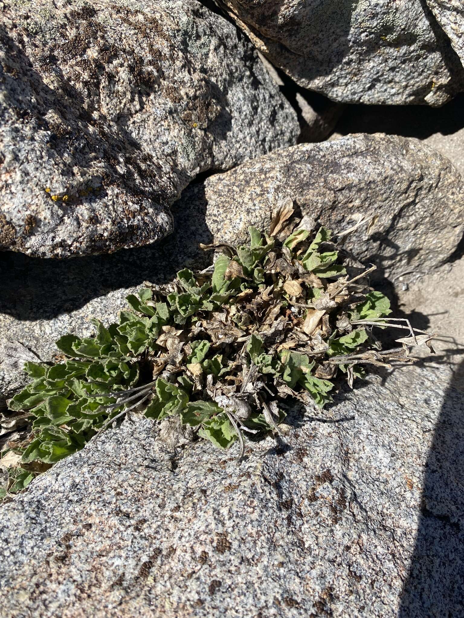 Image of Peirson's serpentweed