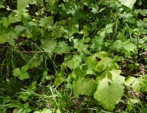 Imagem de Sanicula chinensis Bunge