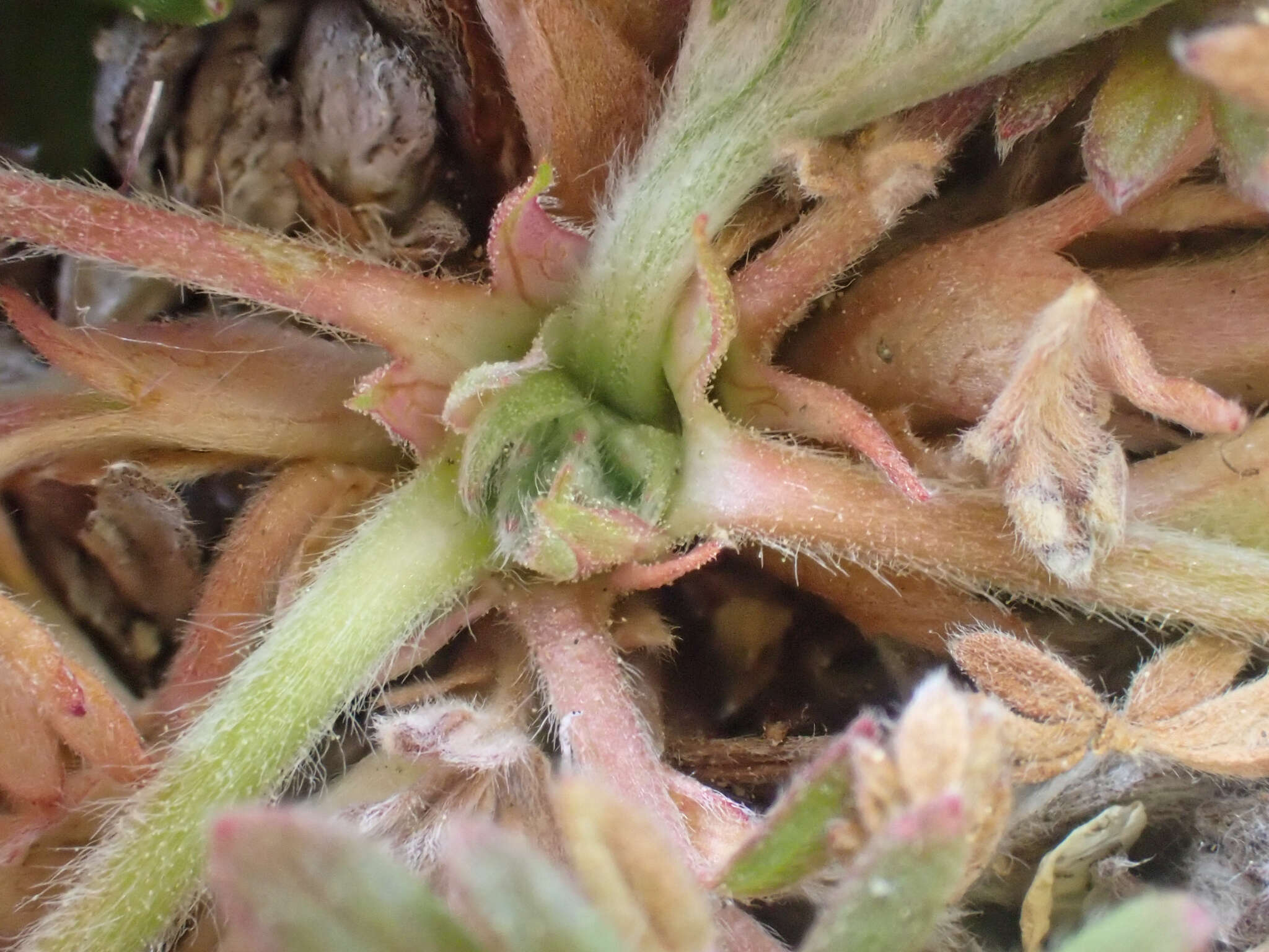 Image de Potentilla jepsonii var. kluanensis