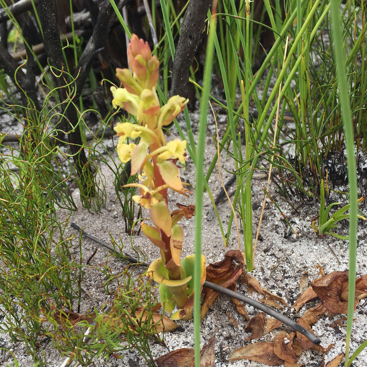 Image de Satyrium humile Lindl.