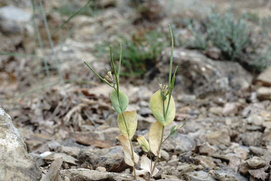 صورة Conringia clavata Boiss.