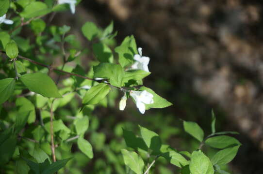 Image of Deutzia baroniana Diels