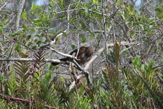 Image of Scaled Chachalaca