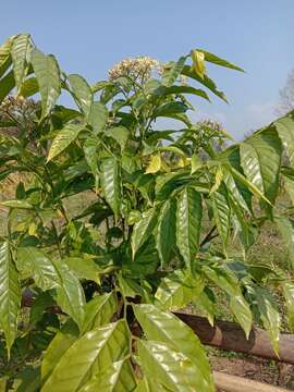 Image of Micromelum integerrimum (Buch.-Ham. ex Colebr.) M. Roem.