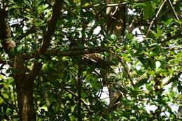 Image of Cuban Nightjar