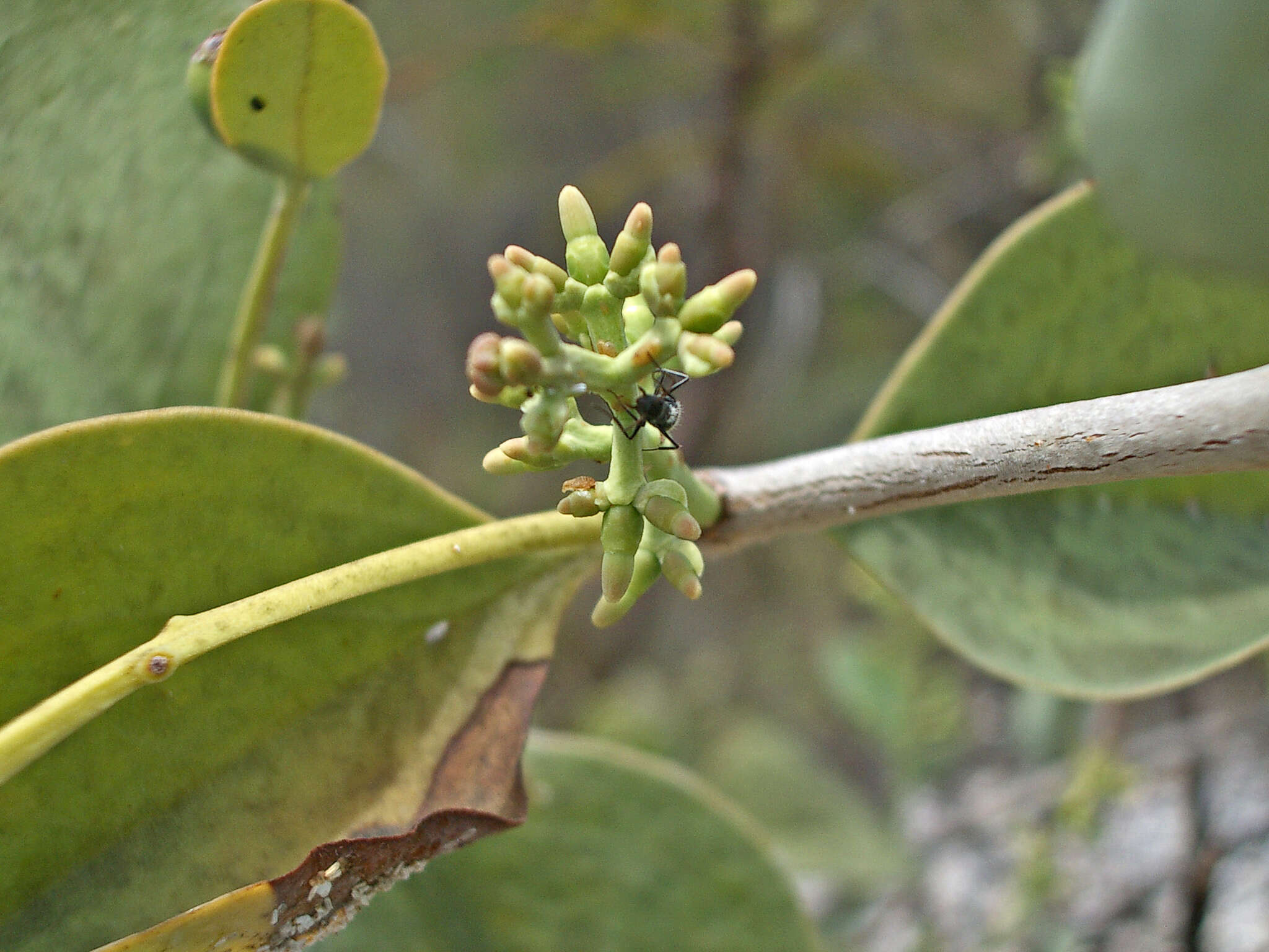 Image of Passovia ovata (Pohl ex DC.) J. Kuijt