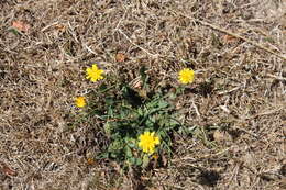 Image of Hairy Cat's-Ear