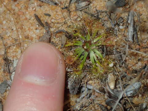 Imagem de Drosera nitidula subsp. omissa (Diels) N. Marchant & Lowrie