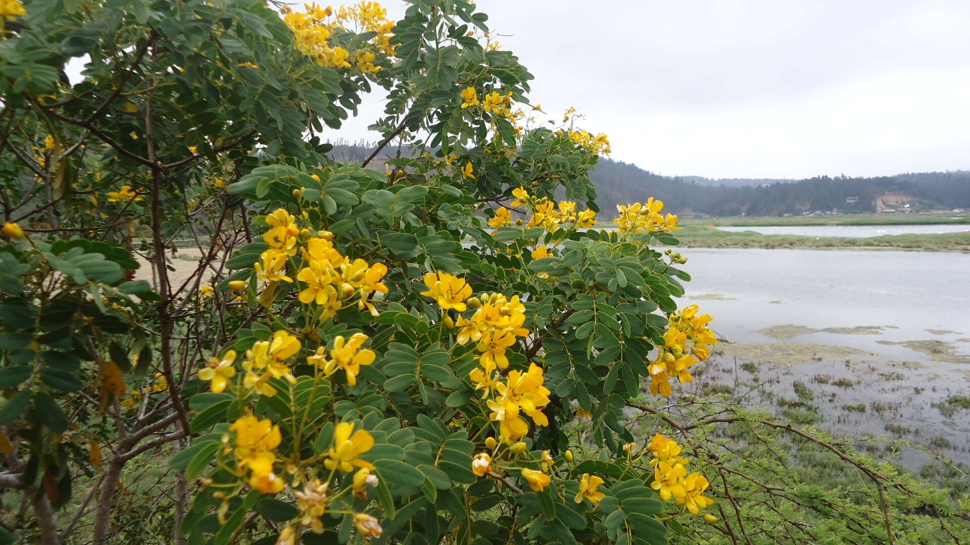 Слика од Senna candolleana (Vogel) H. S. Irwin & Barneby