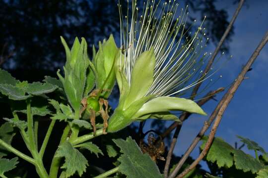 Image of Eucnide grandiflora Rose