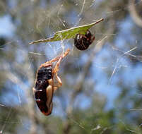 Image of Parasteatoda decorata (L. Koch 1867)