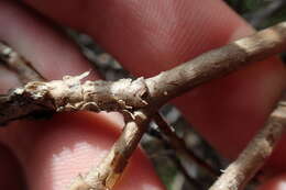 Image of Monro's Ragwort