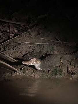 Image of Schneider's Smooth-fronted Caiman