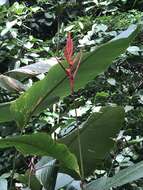 Image of Heliconia osaensis Cufod.