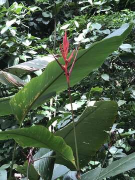 Image of Heliconia osaensis Cufod.