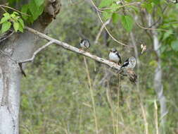 Image of White Helmet Shrike