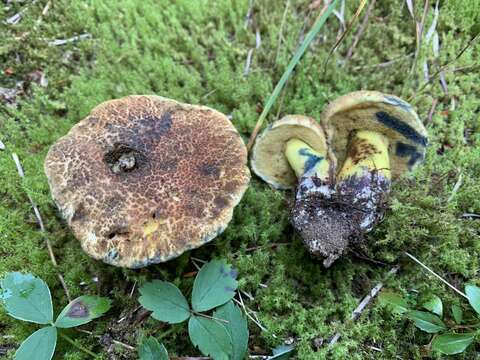 Cyanoboletus rainisiae (Bessette & O. K. Mill.) Gelardi, Vizzini & Simonini 2014 resmi