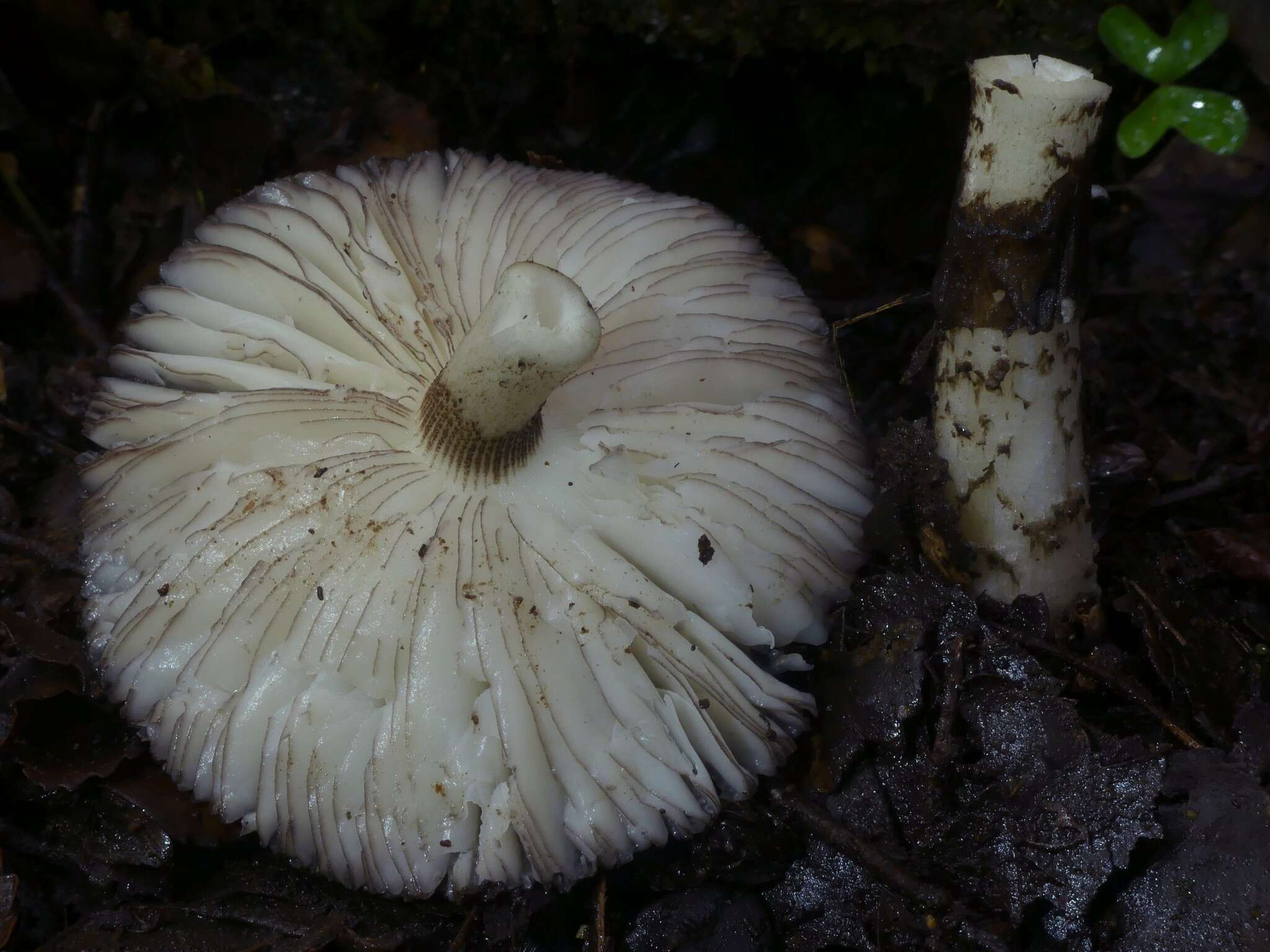 Image of Amanita nigrescens G. Stev. 1962