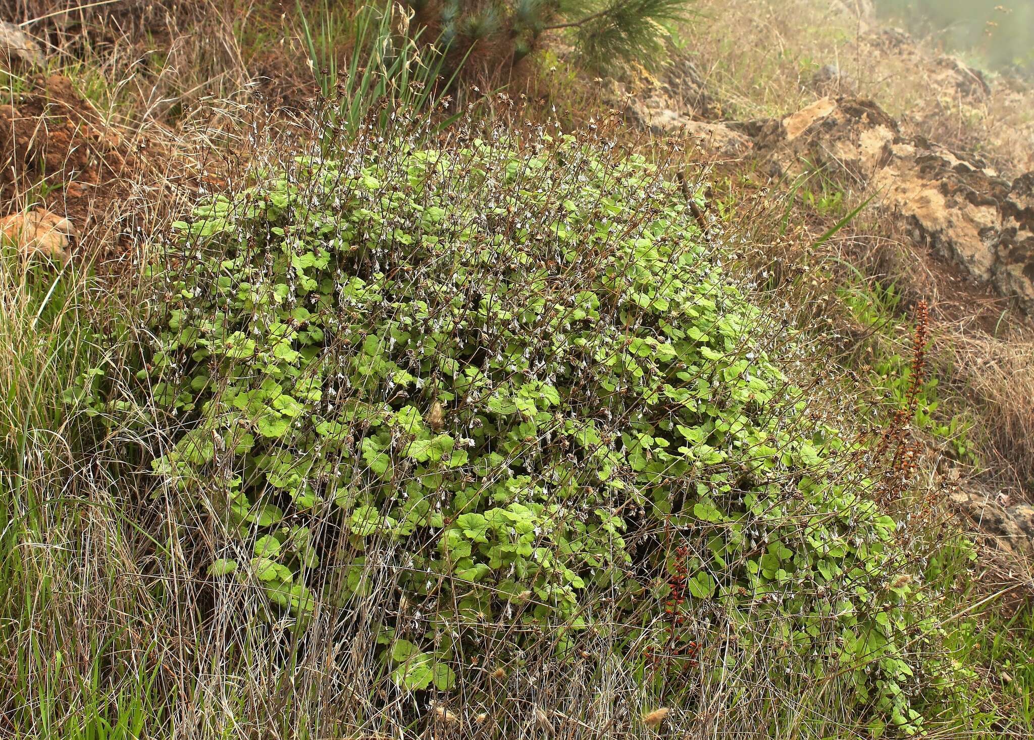 Imagem de Pericallis lanata (L'Hér.) B. Nord.