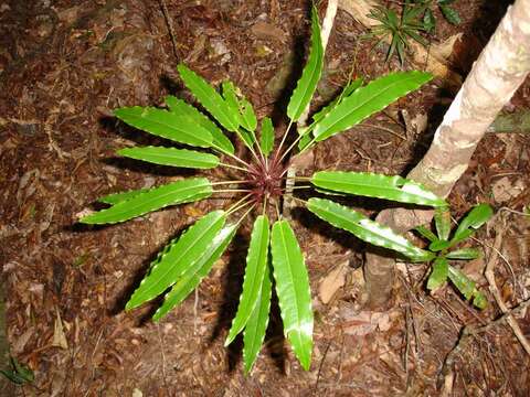 Imagem de Tapeinosperma tchingouense M. Schmid