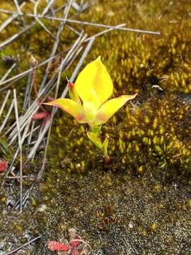 صورة Disa tenuifolia Sw.