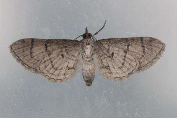 Image of Eupithecia silenicolata Mabille 1866