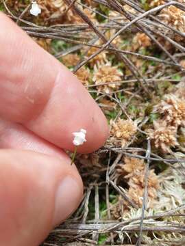 Image of Utricularia delicatula Cheesem.