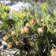 Image of <i>Leucadendron <i>lanigerum</i></i> var. lanigerum