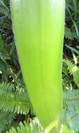 Image of Candy-striped crinum