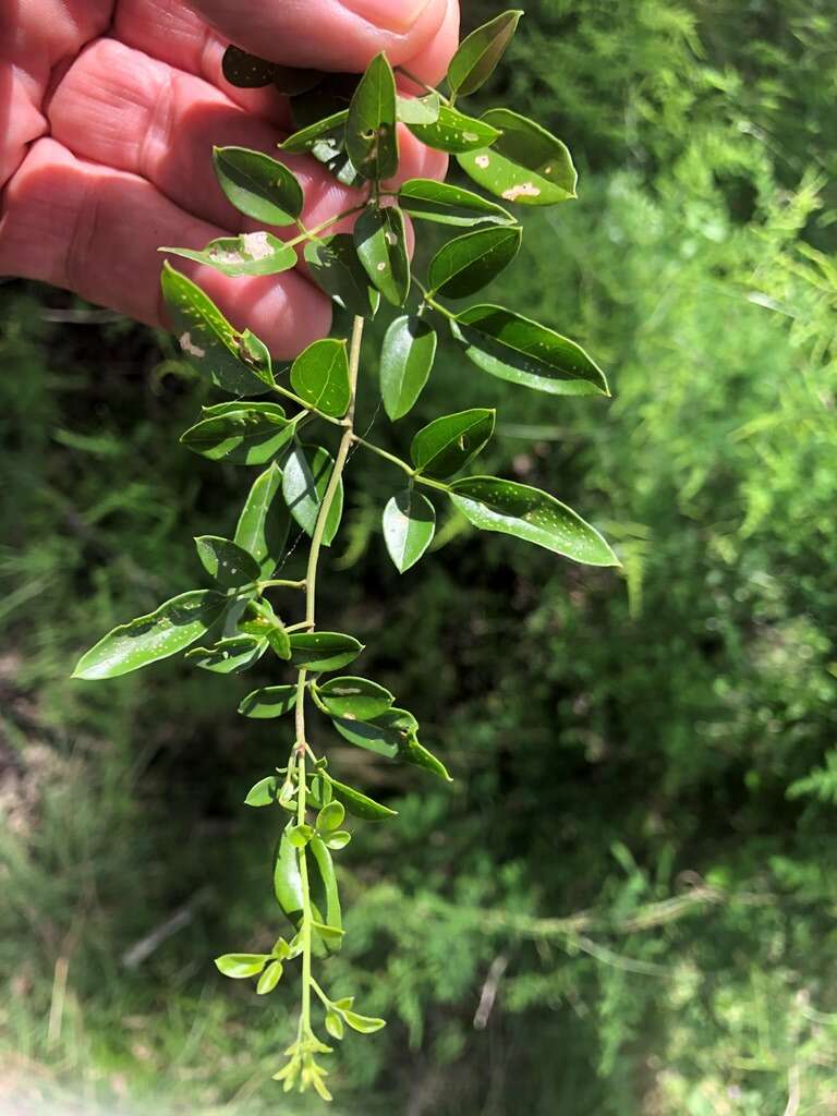 صورة Jasminum didymum subsp. racemosum (F. Muell.) P. S. Green