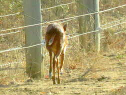 Image of Natal Duiker