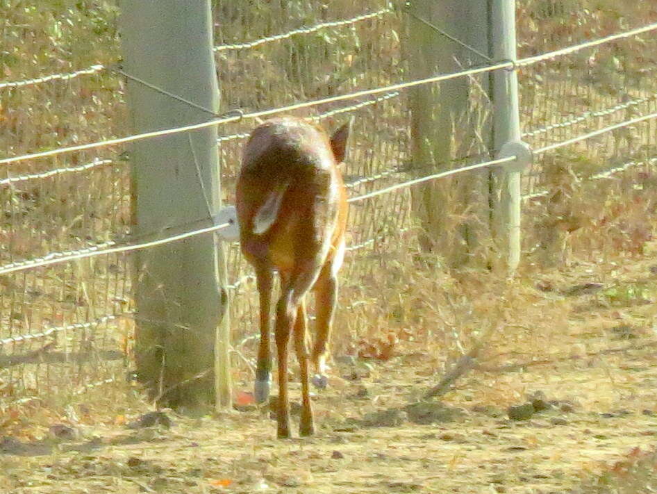 Image of Natal Duiker