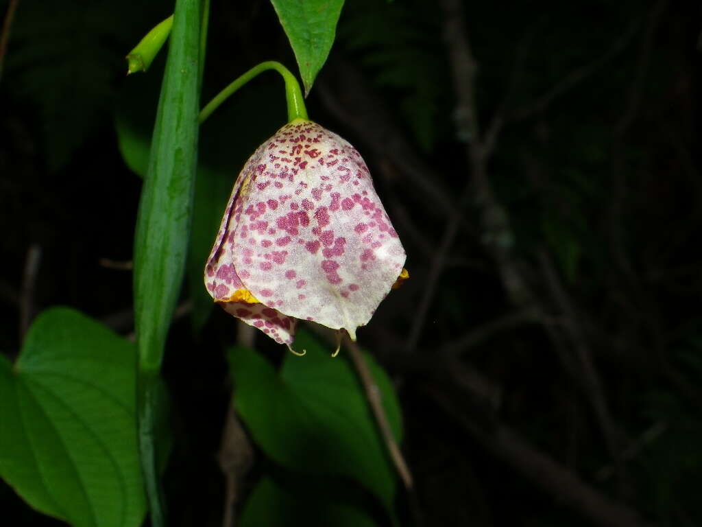 Tigridia meleagris (Lindl.) G. Nicholson的圖片