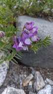 Image de Vicia sosnowskyi Ekvtim.