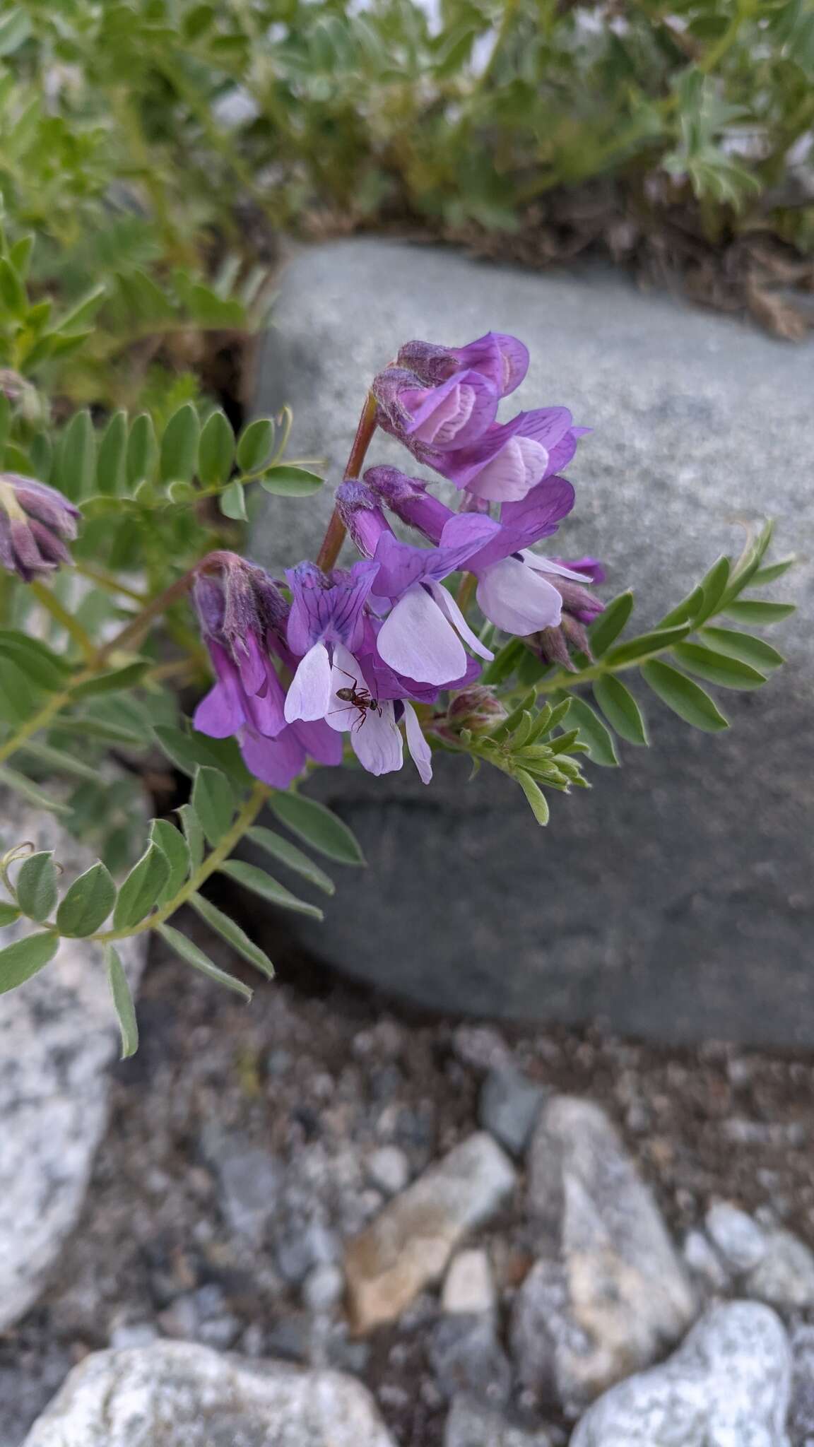 Image de Vicia sosnowskyi Ekvtim.