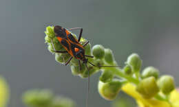 Image of Grypocoris syriacus Reuter 1896