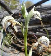 Image of Pterostylis spathulata M. A. Clem.