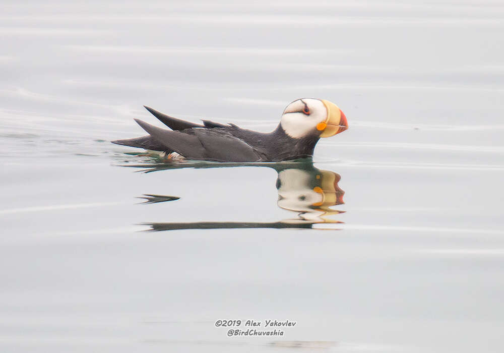 Image of Horned Puffin