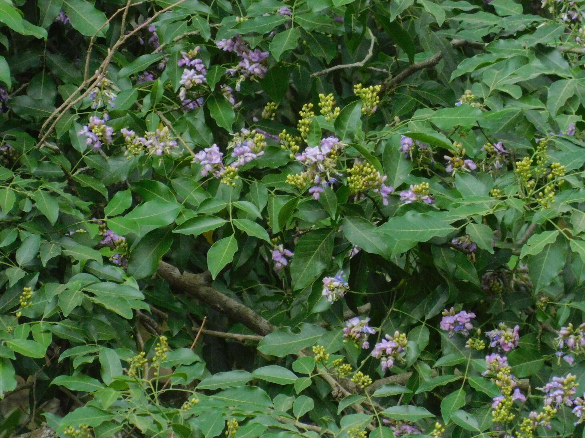Image of Lonchocarpus lilloi (Hassl.) Burkart