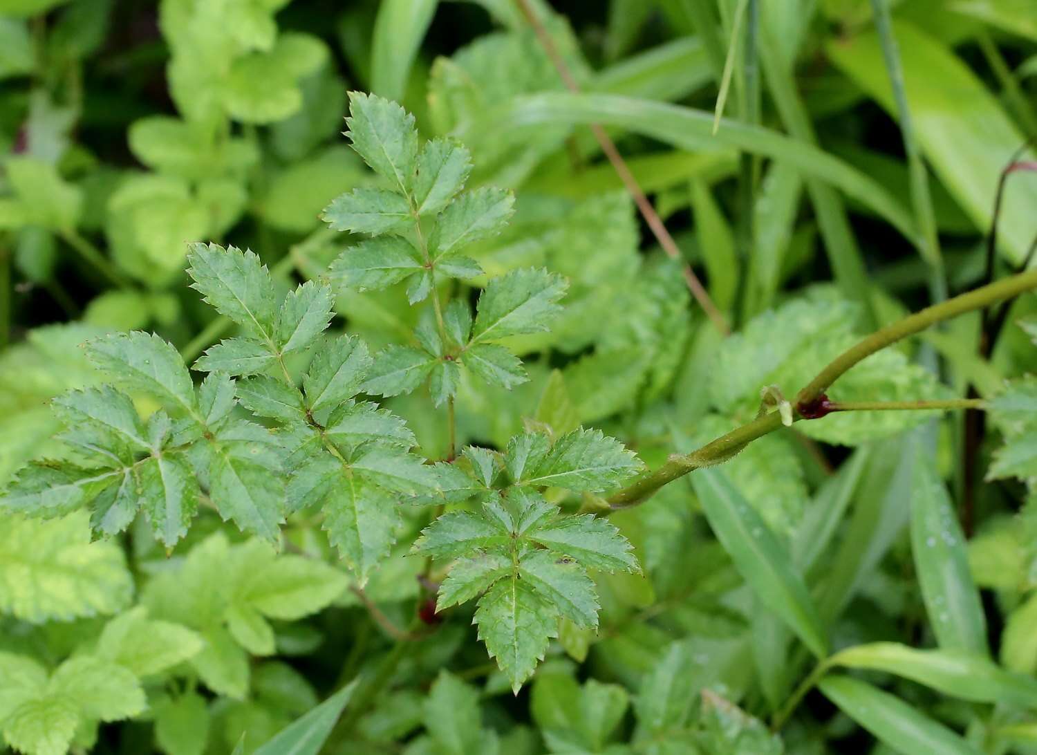 Image of Astilbe microphylla Knoll