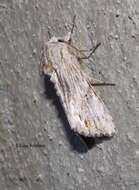 Image of Gray-streaked Armywom Moth