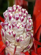 Image of Bromelia balansae Mez