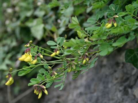 Image of Scorpion Senna