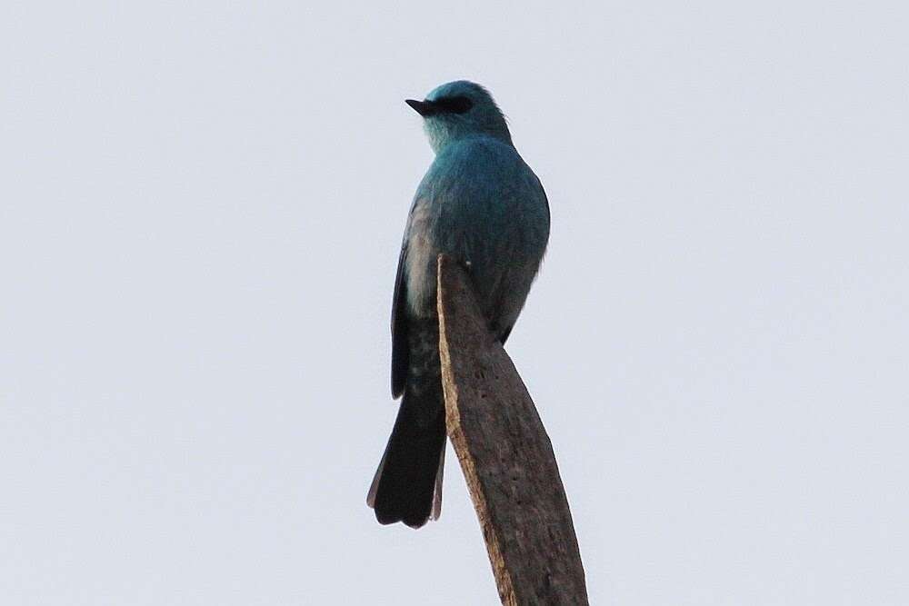 Image of Verditer Flycatcher