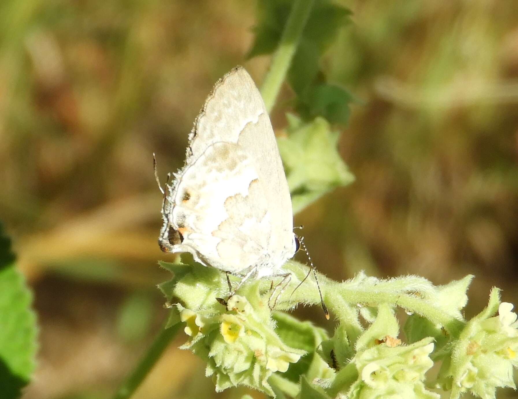 Image of White Scrub-Hairstreak