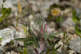 Image of Trifolium infamia-ponertii Greuter